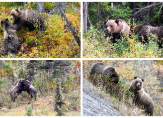 Family reunion? 13 grizzly bears gather in Montana