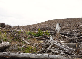 Why logging saves the climate