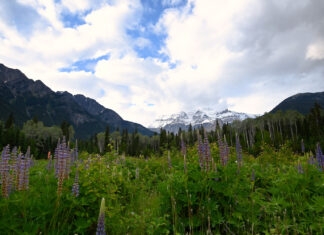 The biomass distribution on Earth