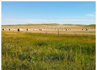 How to conserve half the planet without going hungry