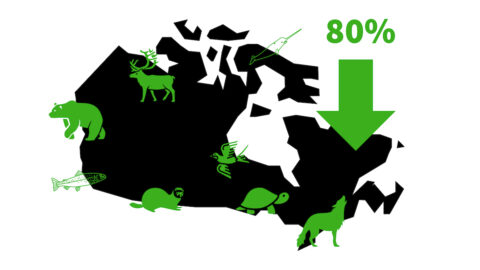 80% endangered species decline canada-1