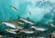 6 landmark rulings on native rights