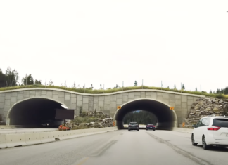 Why Politics and Context Matter in Conservation Policy