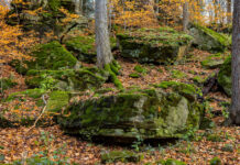 As Canada’s habitats disappear, conservation needs to start on our doorstep