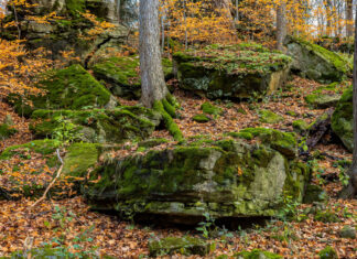 As Canada’s habitats disappear, conservation needs to start on our doorstep