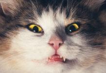How Bad Is It to Let Your Cat Outside?