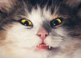 How Bad Is It to Let Your Cat Outside?