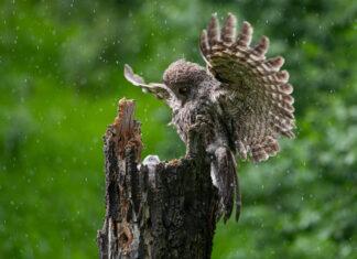 Annual Report: Ghost Bear Institute