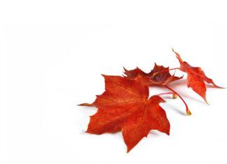 The Notwithstanding Clause: A Growing Debate Across Canada