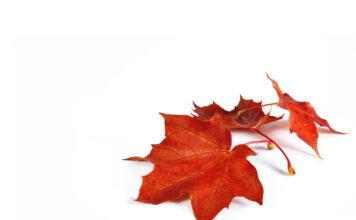 The Notwithstanding Clause: A Growing Debate Across Canada