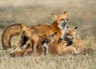 Fox Images