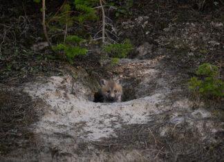 Pour être chez soi, ça prend quoi?