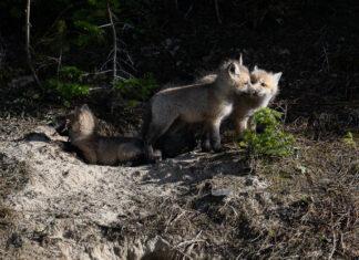 BioBlitz – À la découverte de la biodiversité