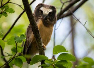 Top Encounters of 2025